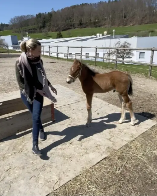 Bodenarbeit mit einem Fohlen auf dem Reitplatz
